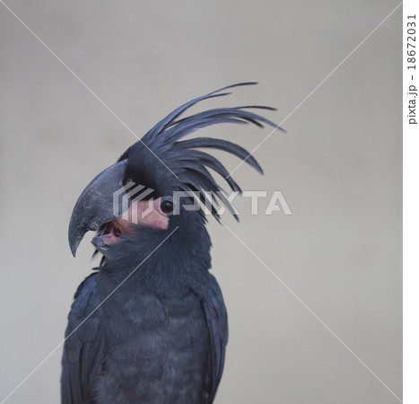 Palm Cockatoo Parrot, Kuala Lumpur, Malaysia 18672031