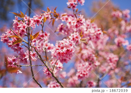 sakura 18672039