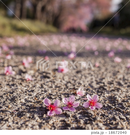 sakura 18672040