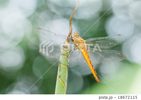 Dragonfly on leaf 18672115
