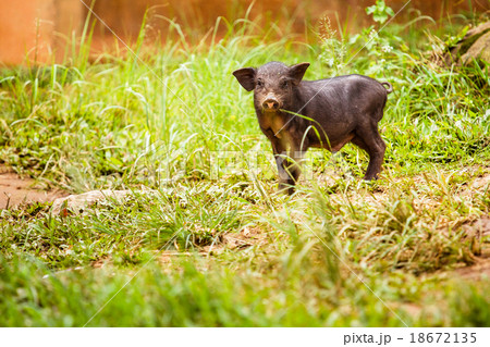 Black Pig in the backyard. Black Pig in the backyard. 18672135