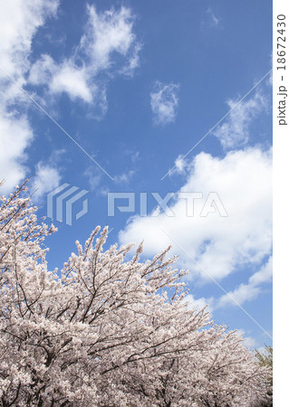 桜 18672430