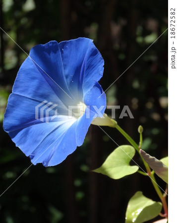 朝顔 青 タテ版の写真素材