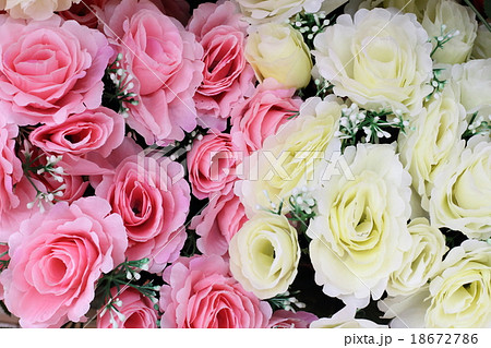 薔薇 バラ背景 Rose ピンク 白 花 花背景 カワイイの写真素材