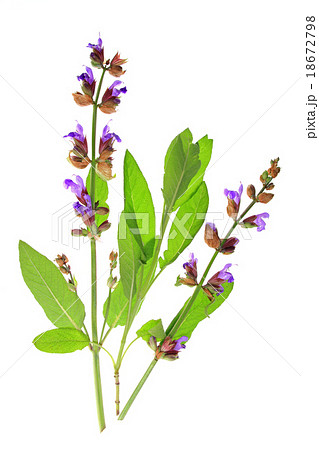 Salvia officinalis 18672798