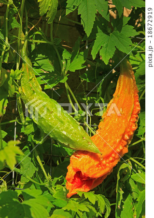 Bitter melon 18672919