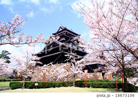 松江城 島根県 松江市 に咲く桜の写真素材