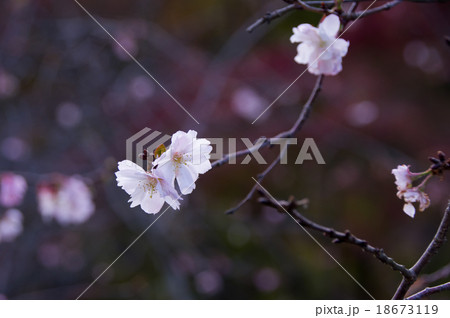 不断桜 不断桜 18673119