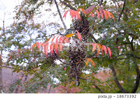 うるしの紅葉と実 18673392