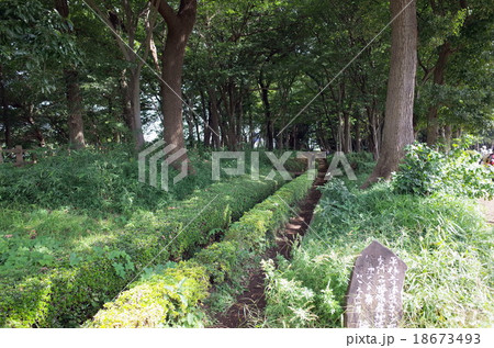 野火止用水路 18673493