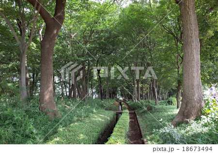 野火止用水路 野火止用水路 18673494
