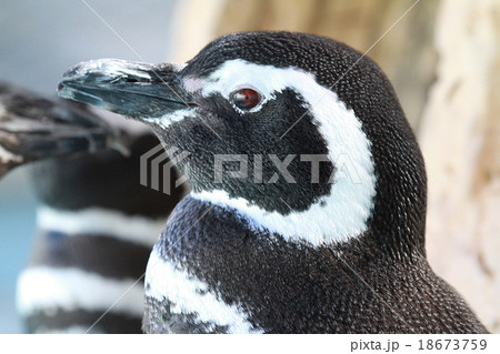 マゼランペンギン マゼランペンギン 18673759