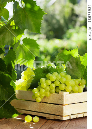 Vine and bunch of white grapes Vine and bunch of white grapes 18673984