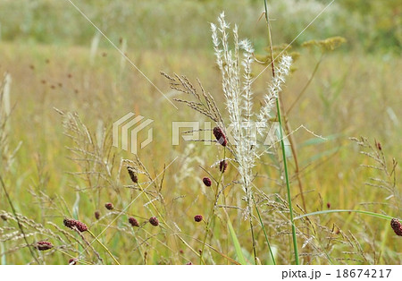 秋の野の花 秋の野のススキとワレモコウの花穂 横位置の写真素材