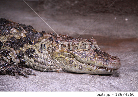 クチヒロカイマン クチヒロカイマン 18674560