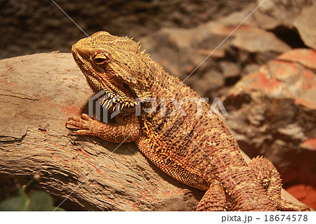 フトアゴヒゲトカゲ 18674578