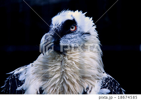 ヒゲワシ ヒゲワシ 18674585