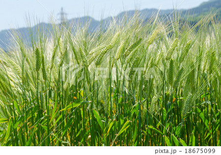 Background image of green barley field 18675099