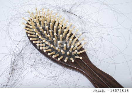 Hair loss problem on bruch, on white background Hair loss problem on bruch, on white background 18675318