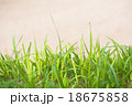 grass background 18675858