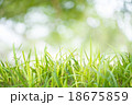 grass background 18675859