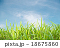 grass background 18675860