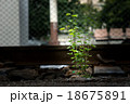 Little tree at train station 18675891