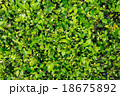 Shrubbery texture 18675892