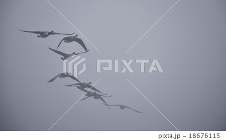 Canadian Geese flying in heavy fog. 18676115