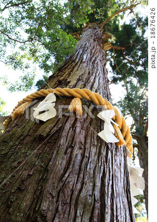 由岐神社の大杉 由岐神社の大杉 18676426