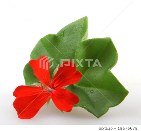 Pelargonium Pelargonium 18676678