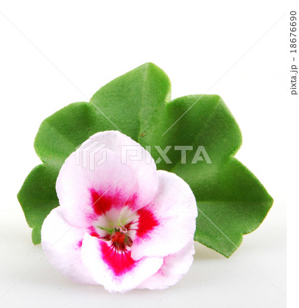 Pelargonium Pelargonium 18676690