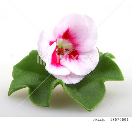 Pelargonium Pelargonium 18676691