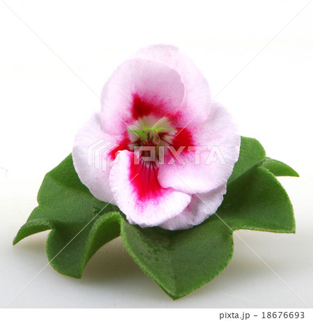 Pelargonium Pelargonium 18676693