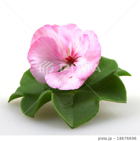 Pelargonium Pelargonium 18676696