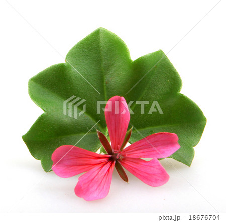 Pelargonium Pelargonium 18676704