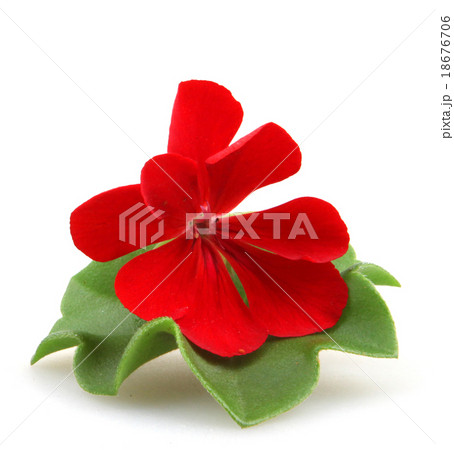 Pelargonium 18676706