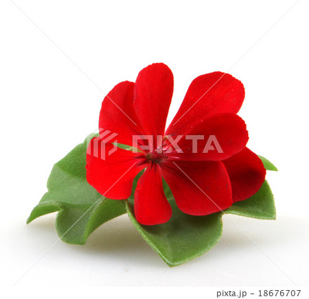 Pelargonium Pelargonium 18676707