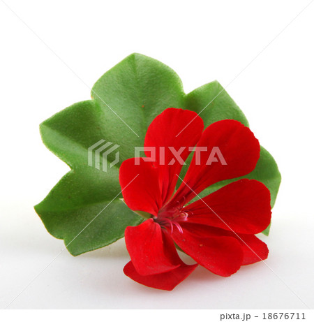 Pelargonium Pelargonium 18676711