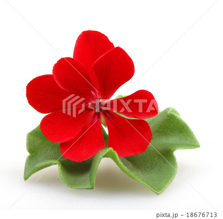 Pelargonium Pelargonium 18676713