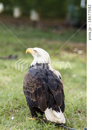 bald eagle american eagle Haliaeetus leucocephalus 18677082