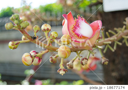 Canonball flower Canonball flower 18677174