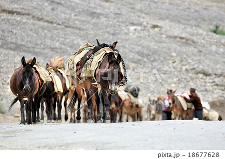 Caravan of horses and donkey near rock mountain Caravan of horses and donkey near rock mountain 18677628