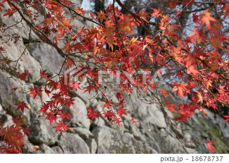 津山城の紅葉 18678737