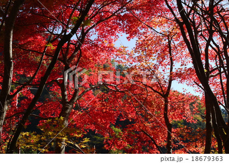 面河渓の紅葉の写真素材