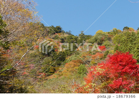 面河渓の紅葉の写真素材