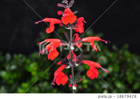 サルビア・コクシネア サルビア・コクシネア 18679428