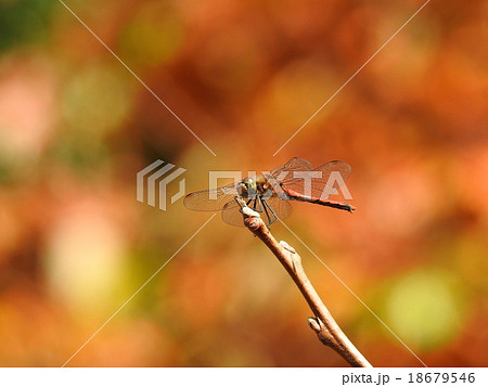 トンボ 18679546