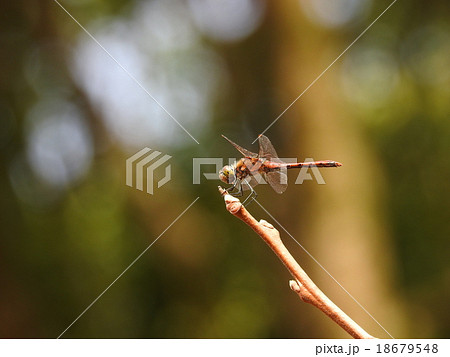 トンボ トンボ 18679548