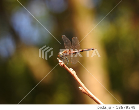 トンボ トンボ 18679549